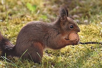 sincap, hayvan, kemirgen, memeli, yaban hayatı, orman, çöl, Türler, fauna, kürk, Fındık