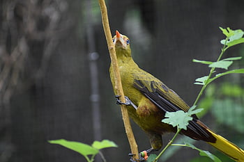 Zöld Oropendola, madár, madárinfluenza, természet, fauna, vadvilág, madártan, harkály, strucc, állat, madárles