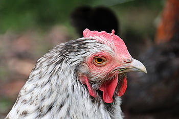 chicken, hen, poultry, animal, nature, farm Animal, outdoors, agriculture, free Range, bird, comb