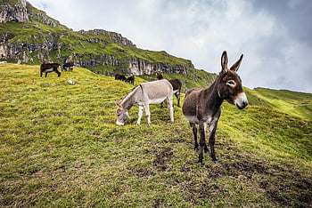 Esel, Maultiere, Tiere, Säugetiere, weiden, Gras, Wiese, Weide, Feld, Dolomiten, alpin