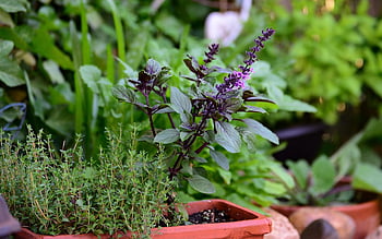 basil Bush Basil, nature, thyme, herbs, culinary Herbs, herb Garden, aroma, herbal Plant, medicinal Herbs, meal, healthy