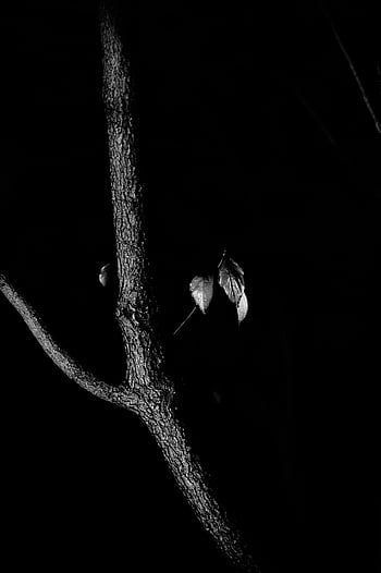 tree branch, black background, minimalist photo, black and white, leaves, dark background, thin branch, nature photography, monochrome, silhouette, simplicity