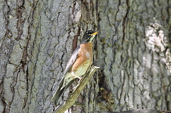 americký robin, Příroda, volně žijících živočichů, fotografování divoké zvěře, pozorování ptáků, birding, zvíře, život ptáků, ptačí, zvuk, Washington