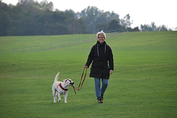anjing berjalan wanita, labrador retriever puppy, Padang rumput, hari yang mendung, Lapangan hijau yang luas, wanita dengan anjing, aktivitas di luar ruangan, Pet Walking, labrador kuning, tali anjing, berjalan alam