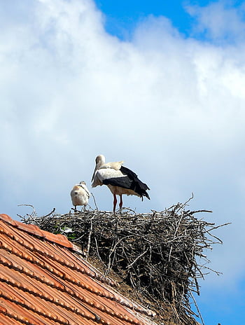 こうのとり、 コウノトリ、 ガラガラコウノトリ、 ネスト、 幼鳥、 野生動物