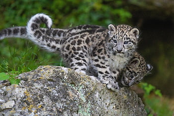 Snow Leopard Cubs, levhart sněžný, zvíře, savec, velké kočky, volně žijících živočichů, zoo, Příroda, Zoo v Salcburku