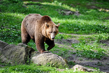 medvěd, Medvěd hnědý, srst, dravec, přírodní park, divoké zvíře, savec, Příroda, zoo, přírodní rezervace, čenich