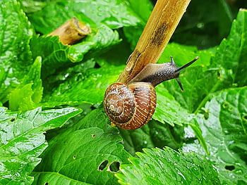 snail, animal, leaves, close Up, garden, nature