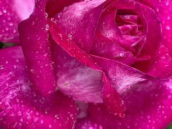 růžový květ, purpurová růže, detail, kapky rosy, živé okvětní lístky, květinové fotografie, přírodní detail, Květinový obraz, růžová růže, Orosené okvětní lístky, purpurový květ