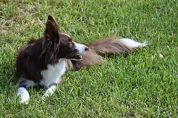 ボーダーコリー、 犬、 ペット、 動物、 自然、 犬歯、 毛皮、 鼻、 哺乳類、 犬の肖像画、 動物の世界