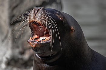 foca, mamífero marinho, animal, Leão marinho, animais selvagens, criatura marinha, animal aquático, cabeça, fechar-se, natureza
