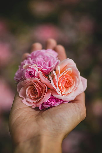 pink roses, purple roses, hand holding flowers, close-up photography, selective focus, delicate flowers, beauty, tenderness, floral image, soft colors, romantic photo