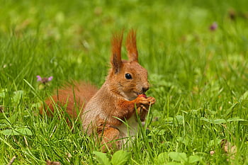 orava, jyrsijä, juurikasvit, syöminen, villieläimet, metsä, erämaa, luonto, eläin, eläinten maailma, tarkistettava kissanpentu