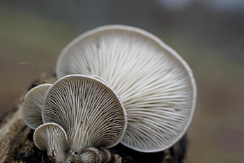 oyster Mushrooms, mushrooms, winter Mushrooms, pleurotus Ostreatus, nature, winter, mycology, close Up, macro, oyster Mushroom, forest