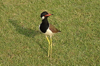 pták, červeno-wattled lapwing, vanellus indicus, čejka chocholatá, kulík, ptačí, volně žijících živočichů, ornitologie, stojící, fauna, Příroda