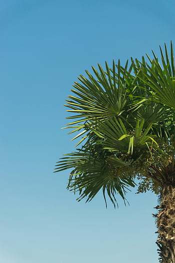 Palma, chiaro cielo blu, tropicale, luce del sole, foglie verdi lussureggianti, cielo blu vivido, crogiolarsi, palma tropicale, cielo blu, foglie verdi, albero tropicale