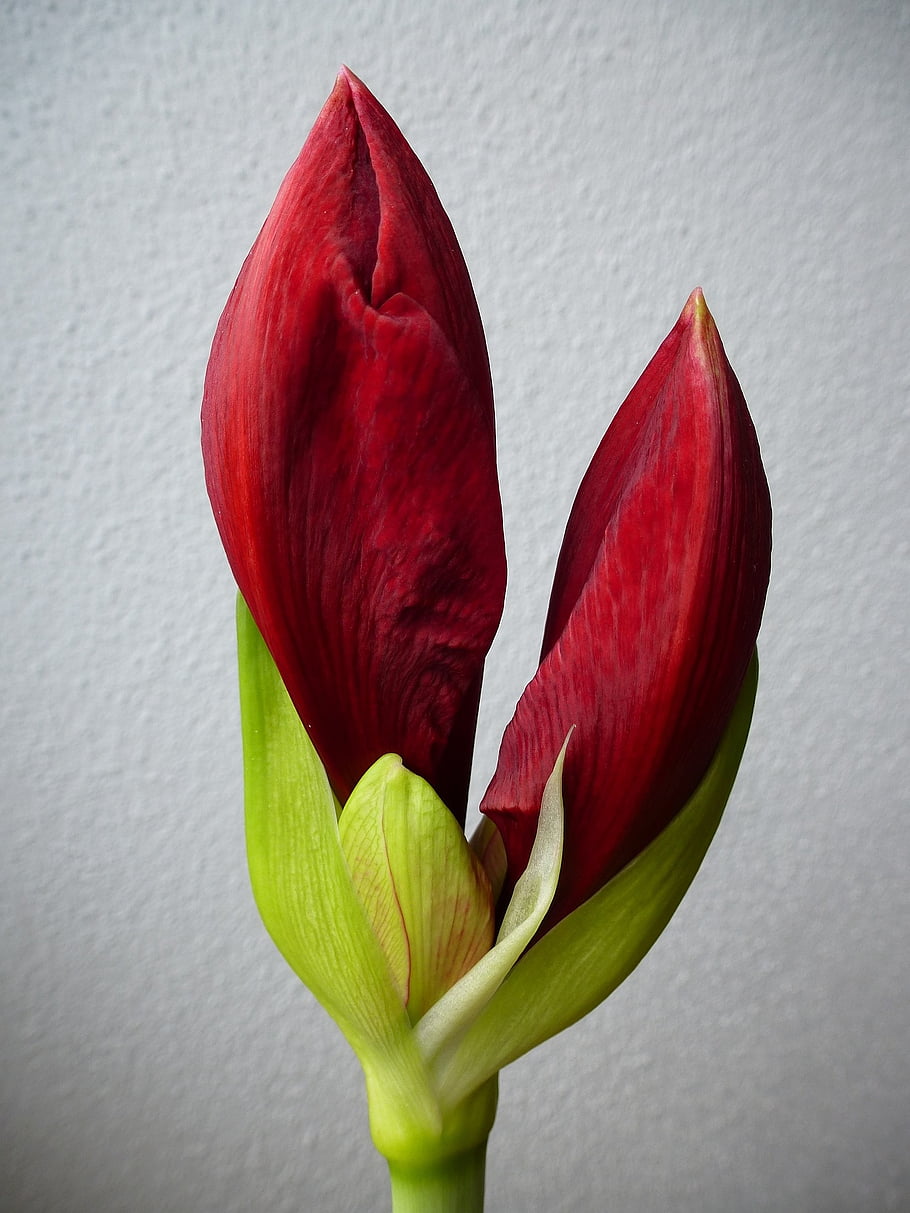 hippeastrum, květinové tapety, květ, Příroda, květinové pozadí, Červené, krásné květiny, cibule