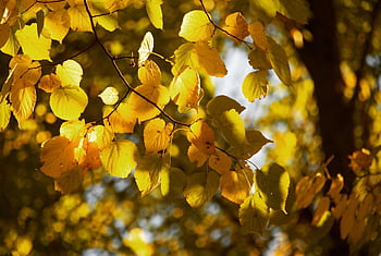 leaves, foliage, tree, autumn, golden Autumn, nature, fall, maple Leaves, things