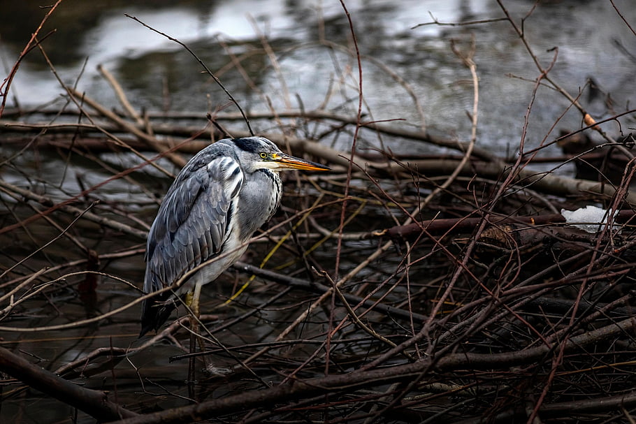 heron, bird, animal, feathers, plumage, beak, bill, bird Watching, ornithology, animal World, nature