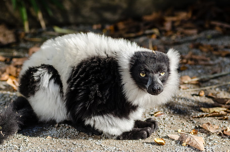 black and white ruffed lemur, animal, eyes, zoo, Germany, Madagascar, black, white, vari, lemur