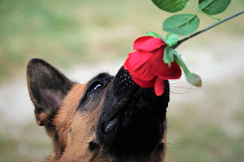 red Rose, dog, german Shepherd, sniffing, pet, domestic Dog, nature, canine, mammal, animal