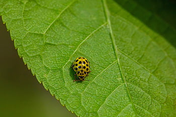 ladybugs, insects, beetles, beneficial Insects, biological Pest Control, garden Insects, polka-dotted Beetles, natural Pest Control, insect Behavior, beetle Species, invertebrates