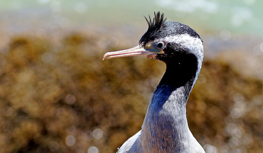 Shag spatřil, mořských ptáků, období rozmnožování, vzorované peří, Double Crest, Zelenalý modrý oční prsten, Emerald Green Flesh, bílé peří, krk