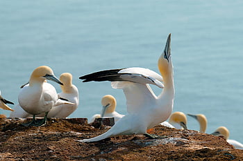 Gannet, ptáků, zvíře, peří, stádo, volně žijících živočichů, Příroda, Severní moře, severní gannet, moře, zobák