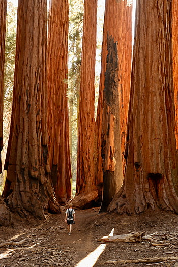 sequoia nasjonalpark, california, forente stater, turgåer, ruvende redwood-trær, California-skogen, naturlig skjønnhet, utendørs eventyr, Giant Sequoias, skogsti, naturfotografering