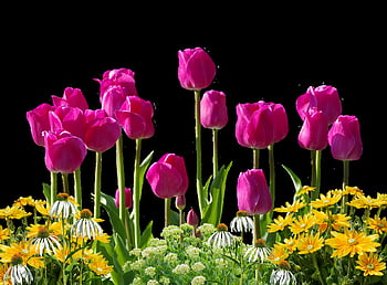 tulips, flower, spring, spring Flowers, flower Wallpaper, beautiful Flowers, flower Background, isolated, yellow, nature, tulip Field