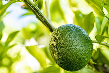 hořký pomeranč, zelená oranžová, ovoce, ovocný strom, kyselá oranžová, seville oranžová, citrus, jídlo, citrusové aurantium