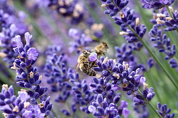 카르니 올란 꿀벌, 라벤더, 수분, 벌, 꽃들, 식물, 곤충, 들, Lavandula Angustifolia, 꽃 벽지, Lavandula officinalis