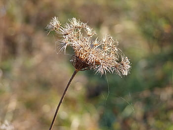 rostlina, suchý, pole, podzim, Příroda, flóra, přírodní, zvadlý