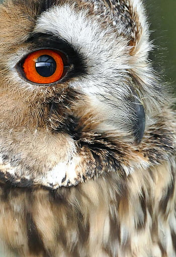 Brown and White Owl, close-up owl face, striking orange eye, detailed feathers, captivating owl photo, owl portrait, brown owl, white owl, owl eye, owl feathers, nature photography