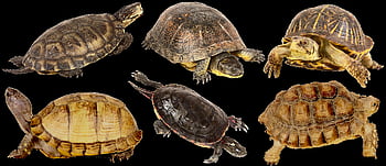 želva, zbroj, zobák, tlapky, plaz, plazů, zvíře, zoo, Příroda, skořápka želvy