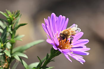 bee, wild Bee, herbstaster, garden, aster, flower Wallpaper, fall, hd Wallpaper, close Up, blossom, bloom