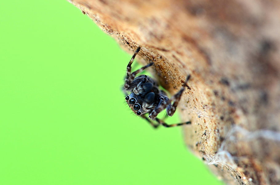 spider, arachnid, animal, jumping Spider, wildlife, fauna, wilderness, nature, closeup