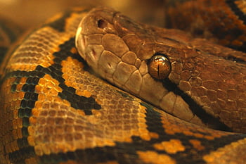 serpente, python, réptil, animais selvagens, natureza, perigoso, tóxico, animal, animal selvagem, mundo animal, retrato animal