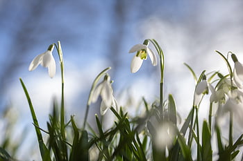 Märzenbecher, perce neige, leucojum vernum, printemps, la nature, macro, amaryllidaceae, fruehlingsknotenblume, blanc, idyllique, plante