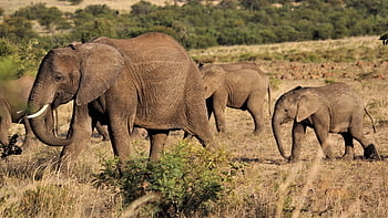 herd, elephants, mother, calves, family, elephant Family, pachyderms, animals, wild Animals, wilderness, wildlife