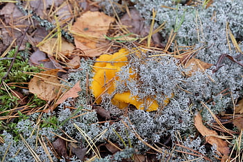 μανιτάρια, δάσος, φύση, δάσος μανιταριών, chanterelles, boletus, φρέσκο, φαγητό, yummy, σιωπή, καλοκαίρι