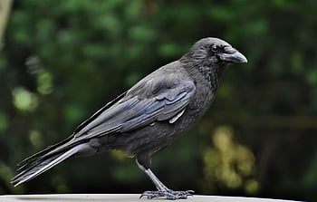 pták, vrána, ornitologie, druh, fauna, zvíře, Příroda, volně žijících živočichů, zobák, kavka, vrána vrána