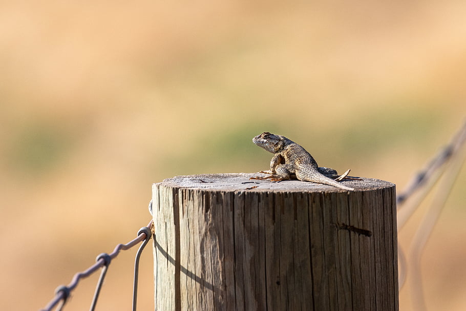 lizard, nature, wildlife, wooden, post, reptile, animal, creature, exotic, day, outdoors