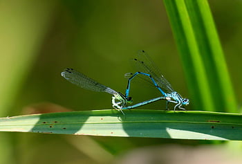 vážky, párování, páření kola, hmyz, reprodukce, Blue-Winged Dragonfly, demoiselle, Modré křídlo vážky, calopterygidae, stébla trávy, louka