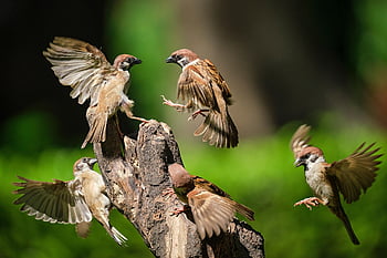 vrabci, ptáků, křídla, peří, aves, ptačí, ornitologie, pozorování ptáků, zvířat, živočišného světa, fauna