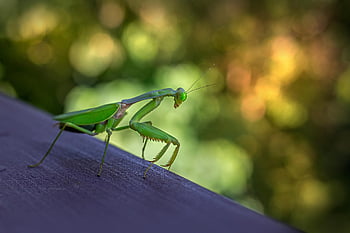 praying Mantis, mantoptera, insect, mantis Religiosa, nature, asia, thailand, green