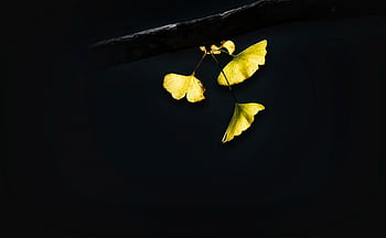 leaves, ginkgo Biloba, autumn, fall, season, foliage, growth, nature, botany, plant