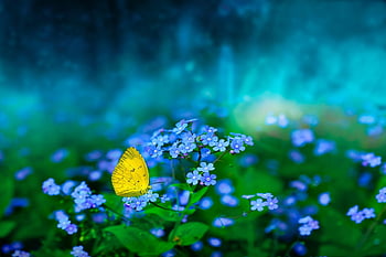 butterfly, flowers, nature, forest, fantasy, spring, blue Flowers, insect, flower Background, flower Wallpaper, beautiful Flowers