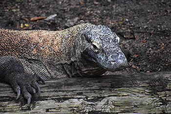 komodovaran, drage, øgle, gigantisk ødemark, farlig, Pasientdraper, natur, dyreliv, fare, dyre øyne, vekter
