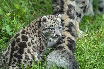 Snow Leopard Baby, Příroda, levhart sněžný, zvíře, savec, velká kočka, volně žijících živočichů, zoo, kočky, zoo salzburg